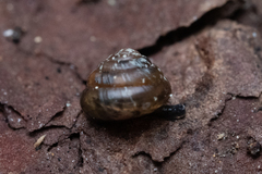 Euconulus