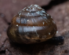 Euconulus