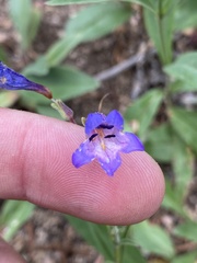Penstemon inflatus