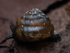 Euconulus