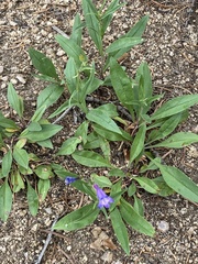 Penstemon inflatus