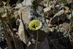 Papaver radicatum kluanense