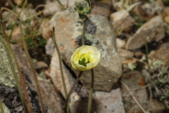 Papaver radicatum kluanense