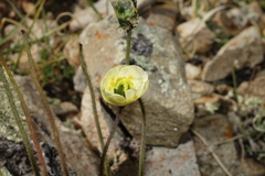 Papaver radicatum kluanense