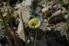 Papaver radicatum kluanense