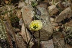 Papaver radicatum kluanense