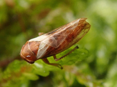 Oncopsis avellanae