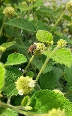 Palpada mexicana