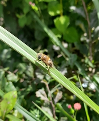 Palpada mexicana