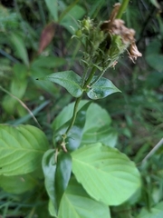 Penstemon albertinus