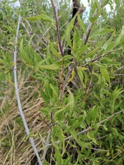 Anisacanthus puberulus