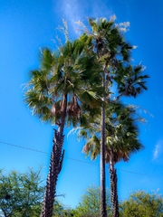 Copernicia prunifera