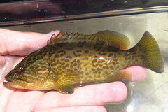 Mycteroperca microlepis