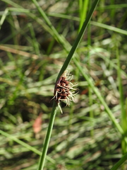 Chorizandra cymbaria