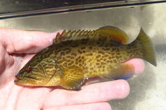 Mycteroperca microlepis