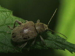 Neofidia lurida