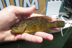 Mycteroperca microlepis