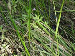 Limnophila aromatica