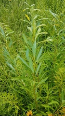 Salix petiolaris