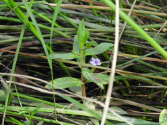 Limnophila aromatica