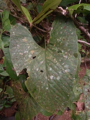 Anthurium sagittatum