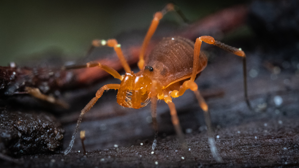 Sclerobunus idahoensis
