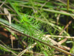 Myriophyllum gracile