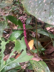 Anthurium sagittatum