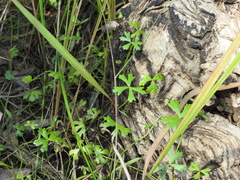 Hydrocotyle paludosa
