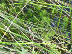 Myriophyllum gracile