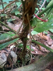 Anthurium sagittatum