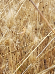 Melanoplus devastator