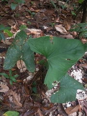 Anthurium sagittatum