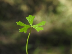 Hydrocotyle paludosa