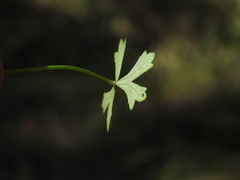 Hydrocotyle paludosa
