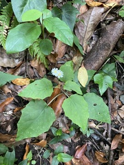 Pericallis appendiculata image