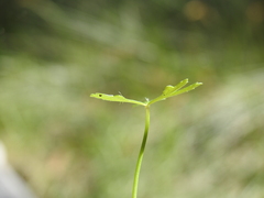 Hydrocotyle paludosa