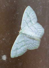 Chloropteryx opalaria