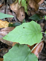 Pericallis appendiculata image