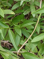Penstemon albertinus