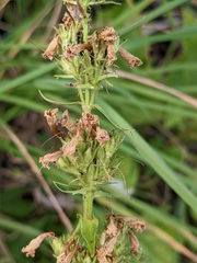 Penstemon albertinus