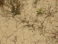 Juncus breweri