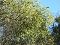 Acacia leiocalyx herveyensis
