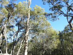 Acacia leiocalyx herveyensis