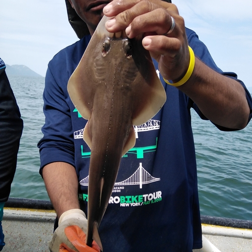Whitenose guitarfish (Pseudobatos leucorhynchus) — Rhinobatidae — 2