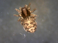 Dictyna calcarata