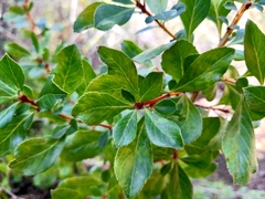 Escallonia illinita