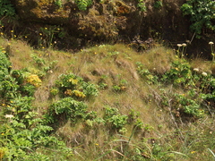 Festuca ammobia