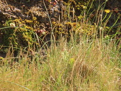 Festuca ammobia