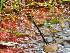 Cordulegaster trinacriae